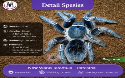 Aphonopelma seemani blue poss male 10-11 cm tarantula